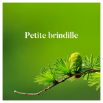 Petite brindille 2022-02-18_22h07_17.png